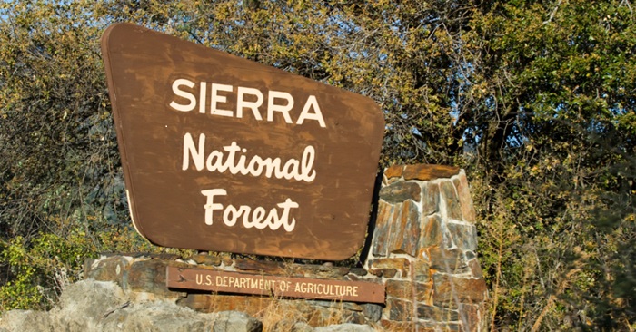 Trump Administration Expands Logging in National Forests Amid Conservation Concerns