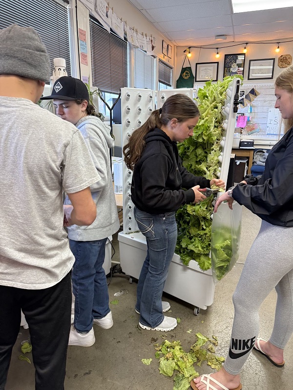Modoc High School Students Celebrate First Successful Hydroponic Harvest