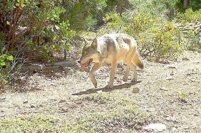 Understanding Wolf Activity and Its Impact on Ranchers in Sierra Valley