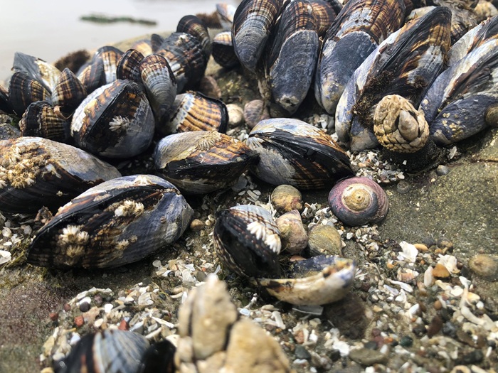 California Shellfish Quarantine and Advisory Updates for Public Safety