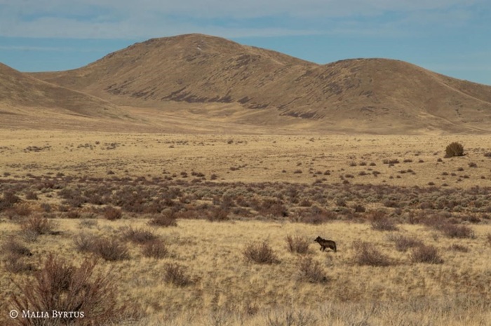 Deadline to apply for Funding for Livestock Producers for Reducing Predator Conflicts in California