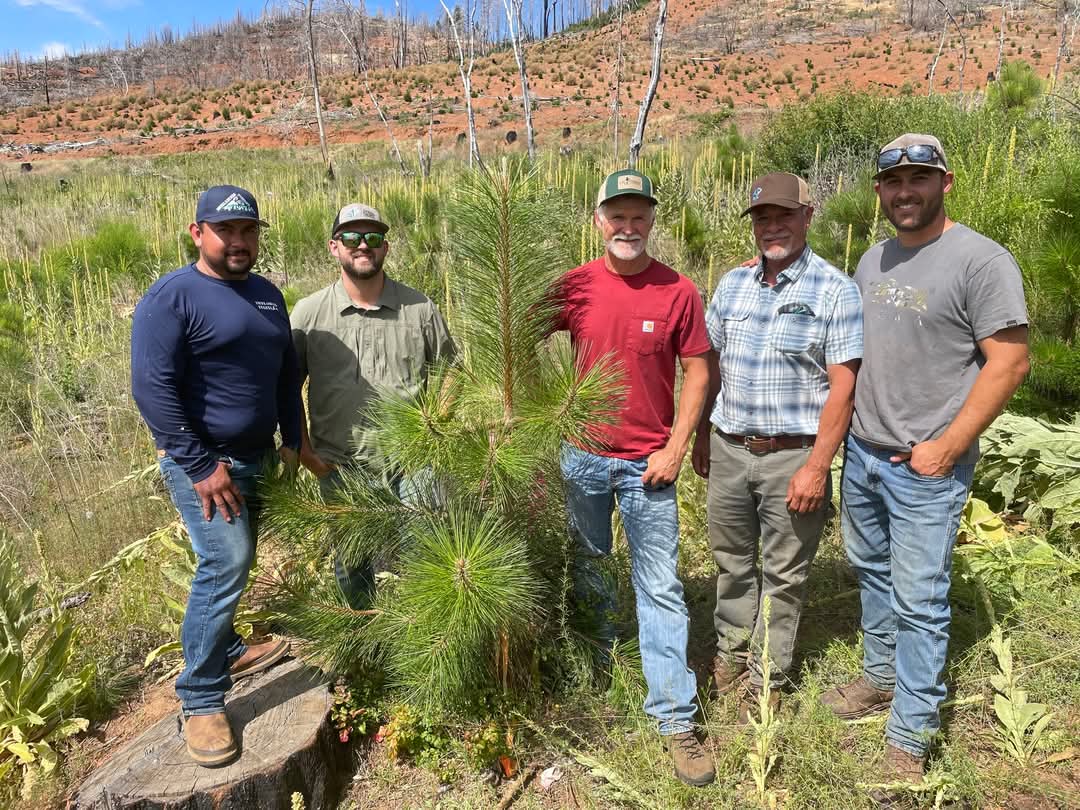 Successful Reforestation Efforts Restore Lands Affected by 2020 Bear Fire