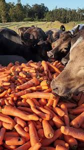 Cows to Carrots Onscreen Program Promotes Land Stewardship and Local Food Supply