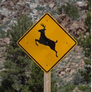 Stay Safe During Daylight Saving Time Ends and Peak Deer Activity