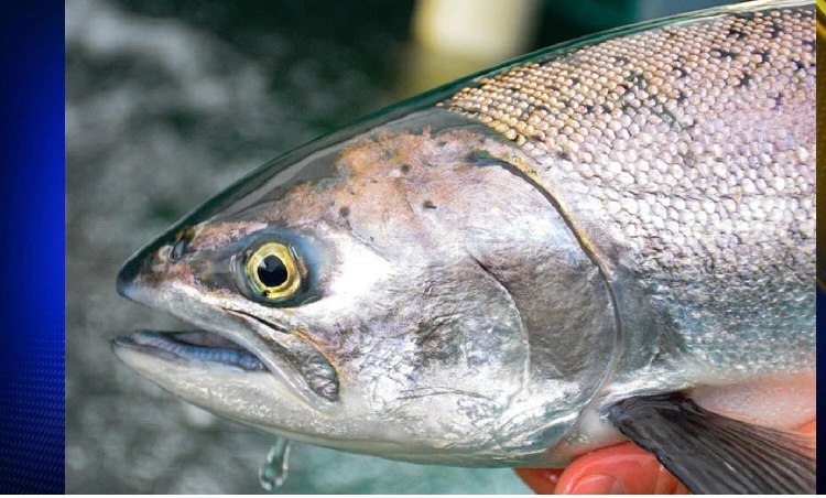 Free Fishing Days for 2025 are Saturday, July 5, and Saturday, August 30.