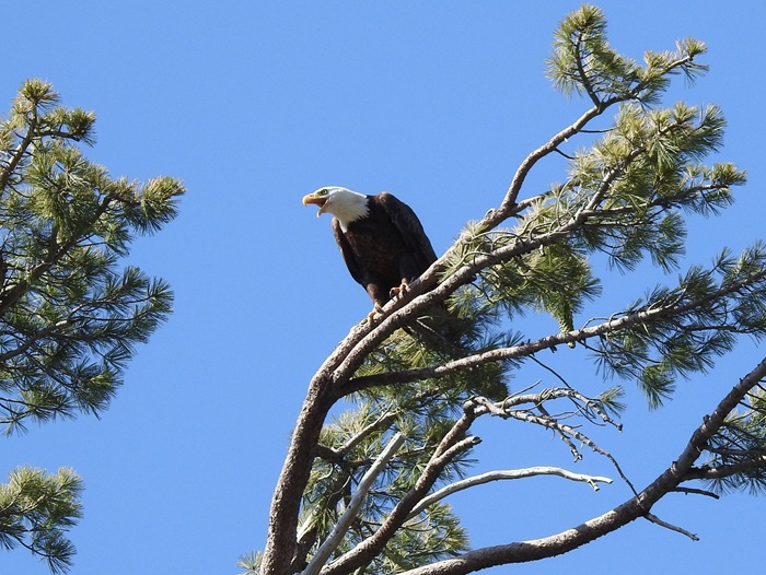 Wyandotte in  Campground Opening Delayed by Bald Eagle Nesting Protection