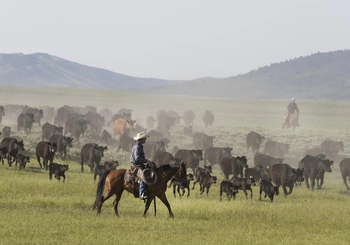Cattle Theft, Not just a Thing in the Wild West