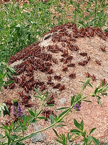 Mormon Crickets are Back