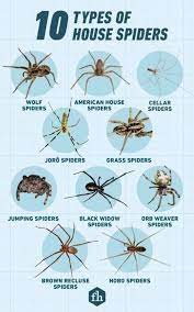Stay Safe from Spiders and Insects: Essential Tips to Prevent Bites in California