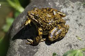 Livestock Grazing Threatens Endangered Amphibians in Sierra Nevada National Forests