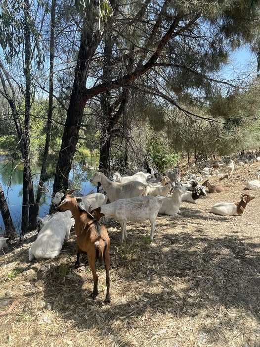 Goats Take on Weed Abatement in Oroville for a Greener City