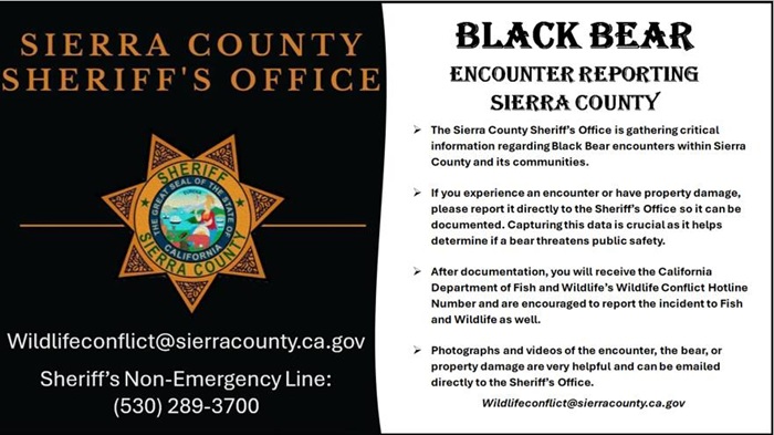 Increased Black Bear Activity in Sierra County Urges Residents to Take Safety Precautions