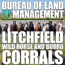 BLM Announces Appointment-Only Visits to Litchfield Wild Horse and Burro Corrals