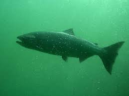 Historic Return of Winter-Run Chinook Salmon to McCloud River Marks Conservation Milestone