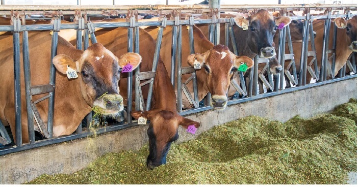 Tulare County Farmer Navigates Dairy and Nut Production