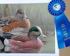 Florida Artist Wins 2025 California Duck Stamp Art Contest