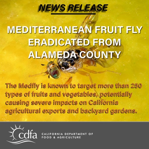 California Successfully Eradicates Mediterranean Fruit Fly Infestation in Fremont