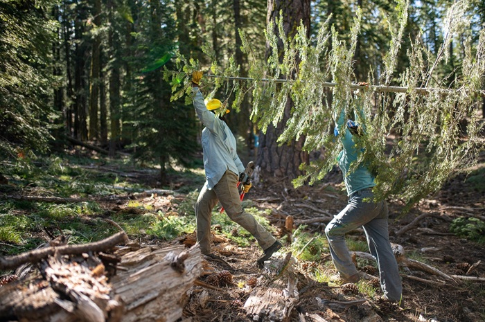 Preparing Lassen Volcanic National Park for Future Prescribed Fire with PCREW and Wilderness Fuels Team
