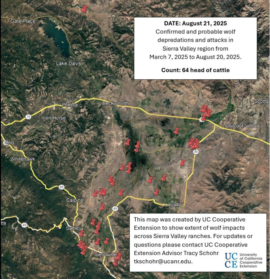 Wolf Attacks on Cattle Surge in Sierra Valley Raising Concerns for Ranchers