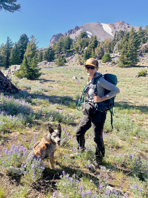 Sierra Nevada Red Fox Population Survey Uses Detection Dogs in Lassen Volcanic Park