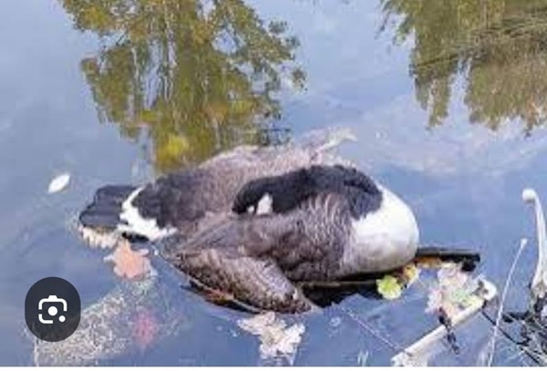 Avian Botulism at Leavitt Lake; Community Assistance Requested