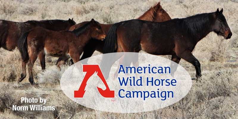 Congress Extends Funding for Wild Horse Protections Urging Shift to Humane Management