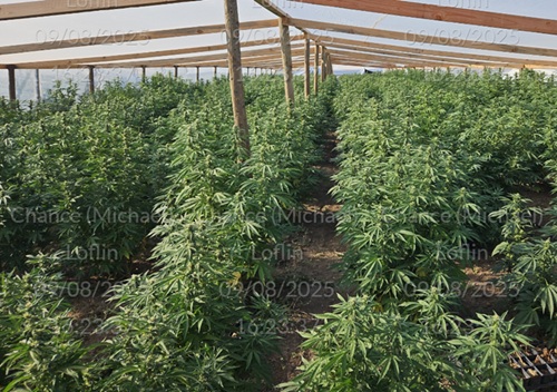Lassen County Authorities Shut Down Massive Illegal Marijuana Grow Sites Seizing Plants Firearms and Hazardous Materials
