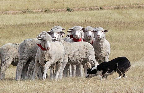 Alturas to host National Sheepdog Finals