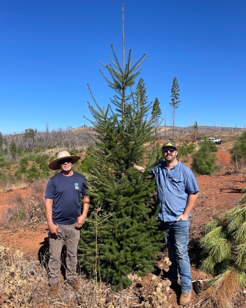 Sierra Pacific Foresters Celebrate Five Year Growth of Bear Fire Restoration Trees