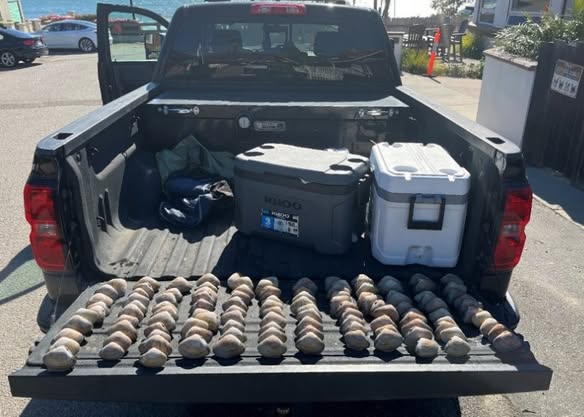 California Officers Seize 178 Undersized Pismo Clams from Illegal Collectors at Closed Pismo Beach