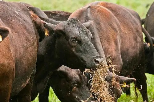California Legalizes On Ranch Composting for Livestock Mortalities and Butcher Waste