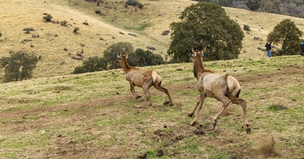 California Returns Ancestral Land to Tule River Tribe Restores Wildlife and Ecosystems