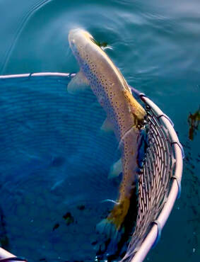 Lake Almanor Fishing Report