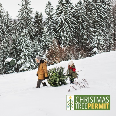 Modoc National Forest Christmas Tree Permits Available November 14 Through December 24 2025