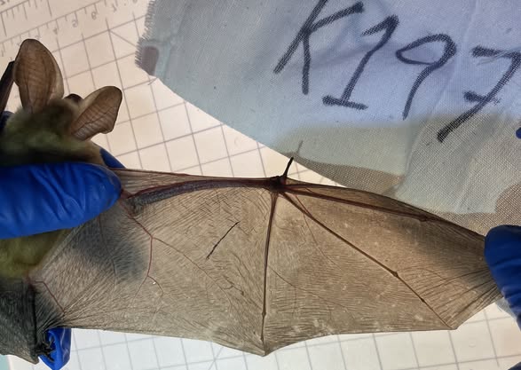 Tracking White Nose Syndrome Threatening California’s Bats and Biodiversity