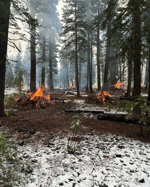 Prescribed Fire Boosts Carbon Storage and Resilience in Sierra Nevada Forests