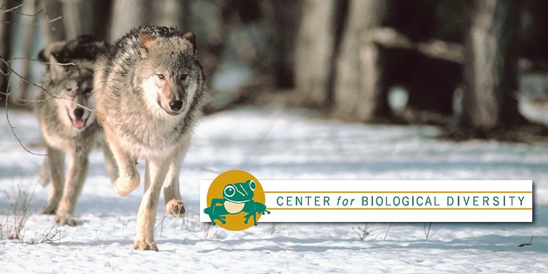 Center for Biological Diversity Moves to Force Federal Gray Wolf Recovery Plan