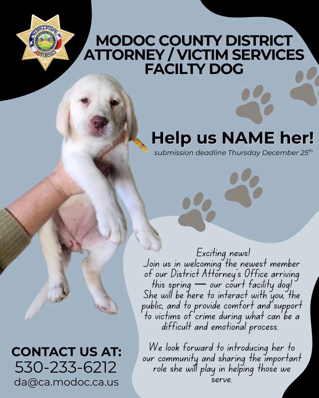 Help Name the New Court Facility Dog Supporting Crime Victims in Modoc County