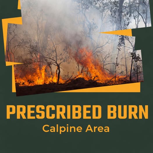 Tahoe National Forest Service Prescribed Burn Near Calpine