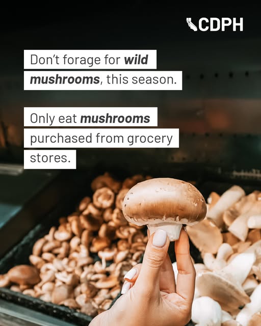 Mushroom Poisoning Alert in California