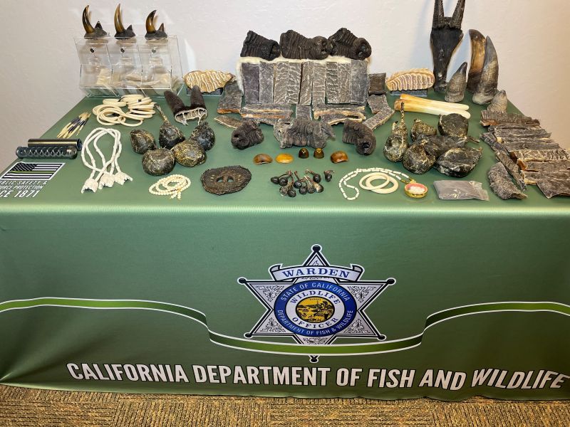 California Authorities Arrest Three in Major Wildlife Parts Trafficking Bust