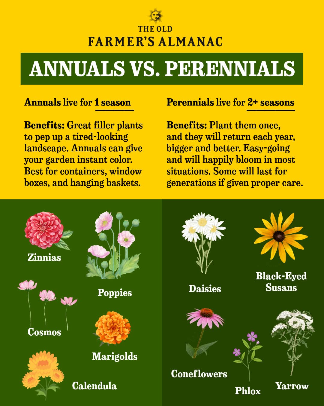 Understanding Annual Perennial and Biennial Plants for a Vibrant Garden