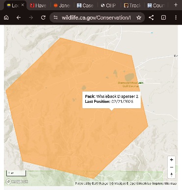 Lone Collared Wolf Spotted Near Diamond Mountain Golf Course Residents Urged to Stay Cautious