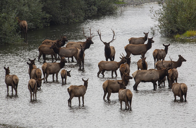 California CDFW Offers Limited Spring Bull Elk Hunts Through SHARE Program