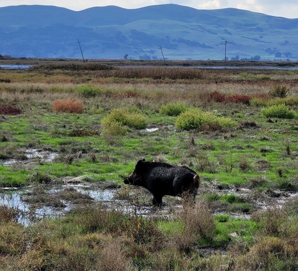 California Wild Pig Hunting Permits Available for March May