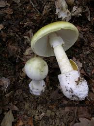 Deadly Death Cap Mushroom Poisoning in California Causes Multiple Deaths and Liver Transplants