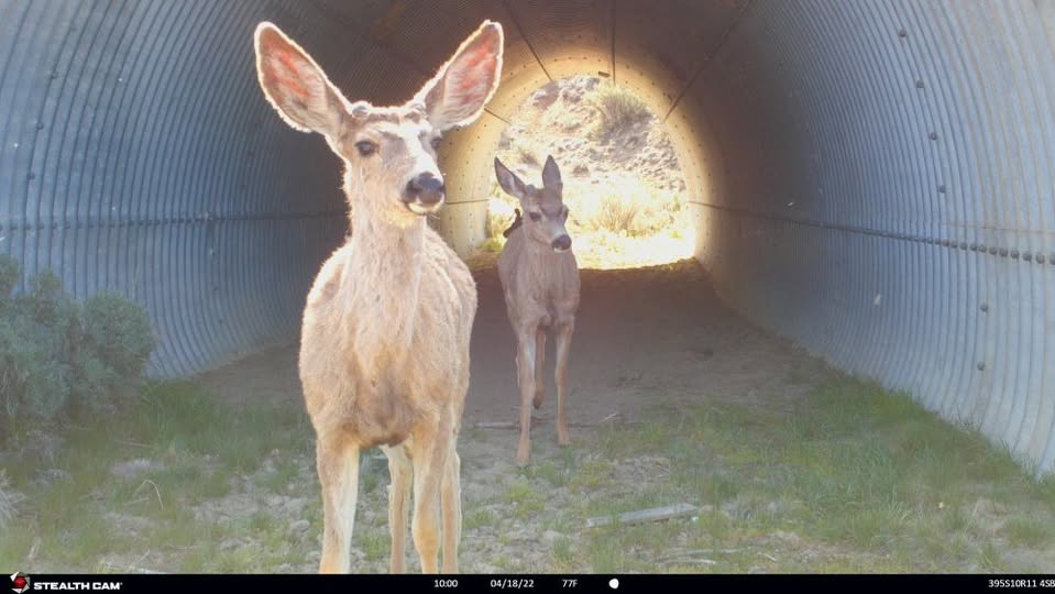 Free Community Event Explores Wildlife Crossings and Road Safety on Highway 395