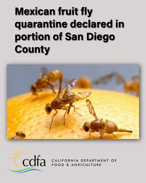 Mexican Fruit Fly Quarantine in San Diego County