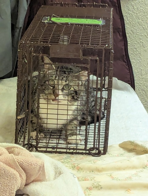 Sixth Spayathon to Address Feral Cats in Plumas County