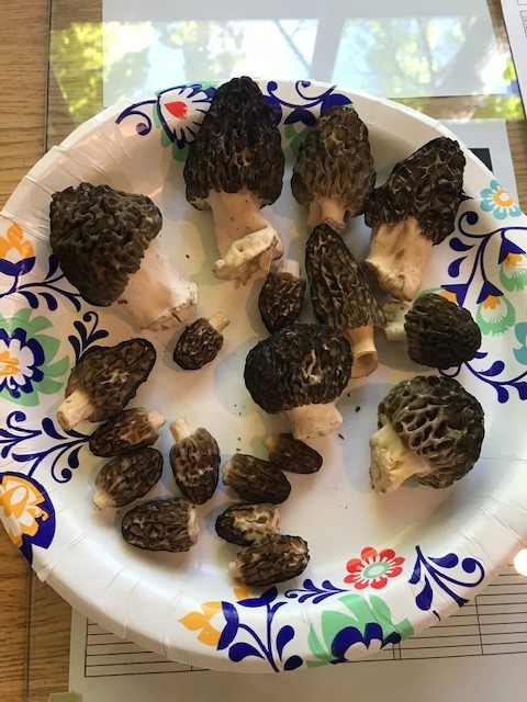 Spring Mushroom Season is here